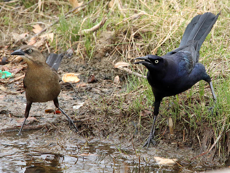great-tailedgrackle-soggybread-006