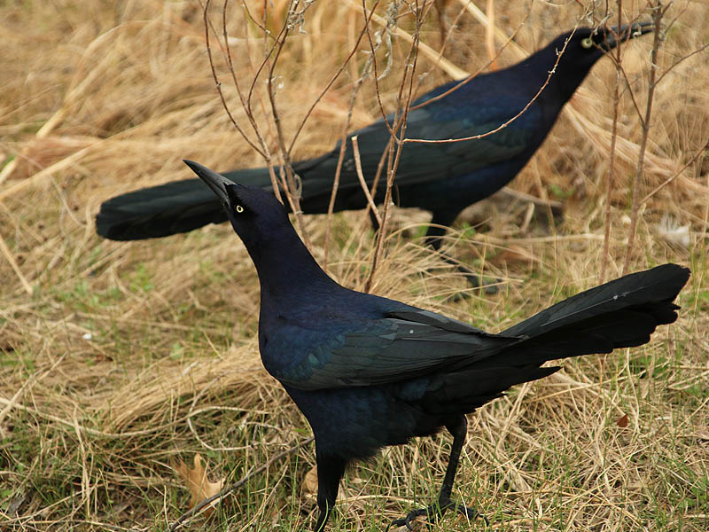 great-tailedgrackle-soggybread-007