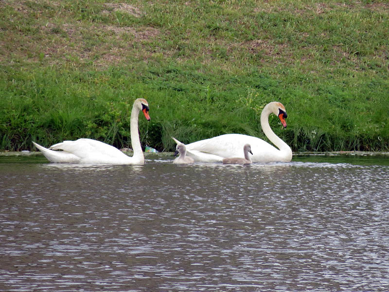 The swan family.  Two adults and two juveniles.