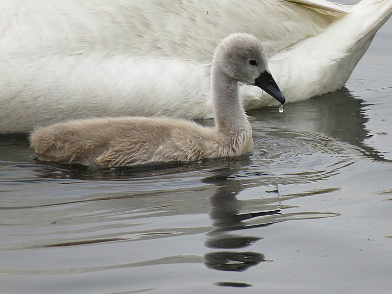A four and a half week old cygnet.