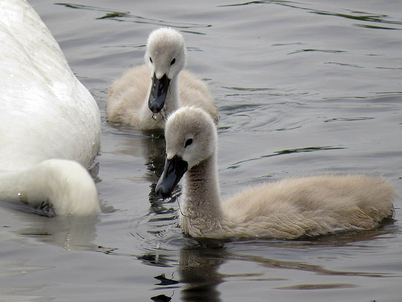 These young swans are nearly the size of full grown Mallards now.