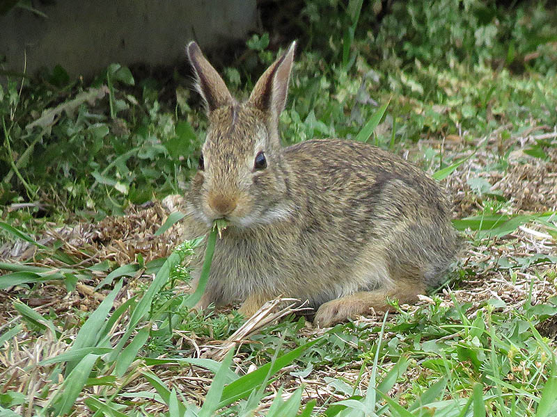 A juvenile Eastern Cottontail feeding on green grass.