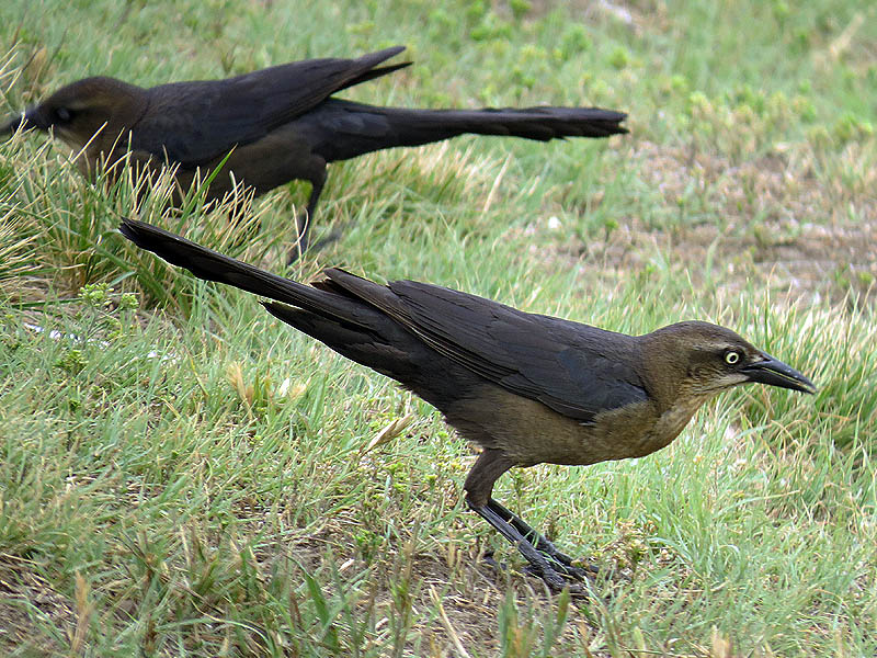 Female grackles searching for food in the short grass.