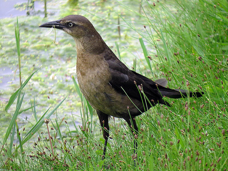 This female grackle has just captured a small green damselfly.