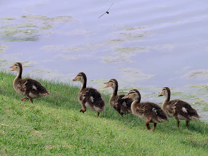 These noisy ducklings are several weeks old.