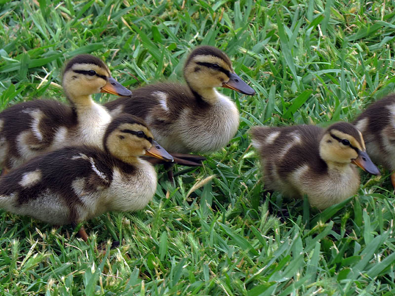 Little ducklings in the green grass.