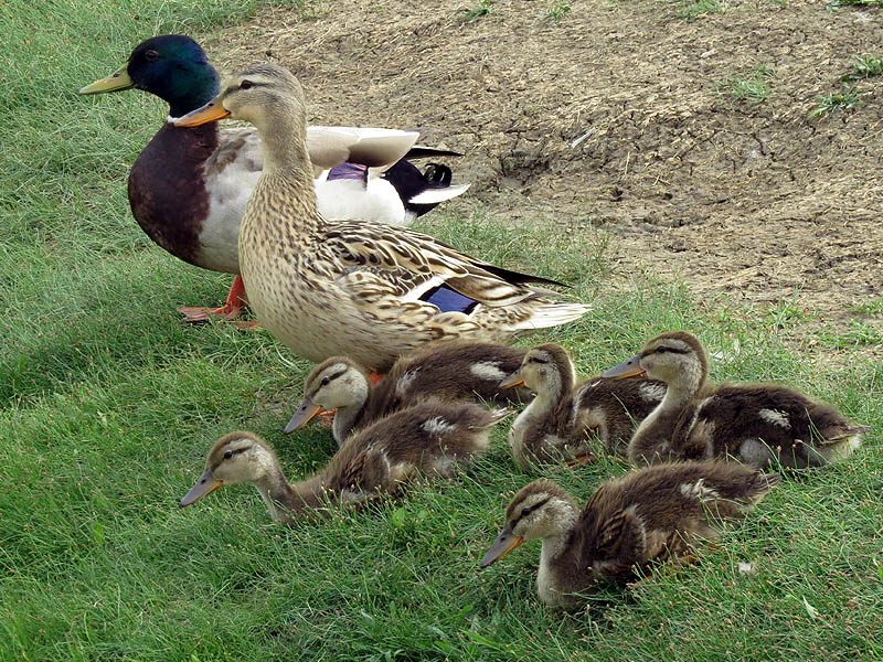 Last week this group included ten ducklings.