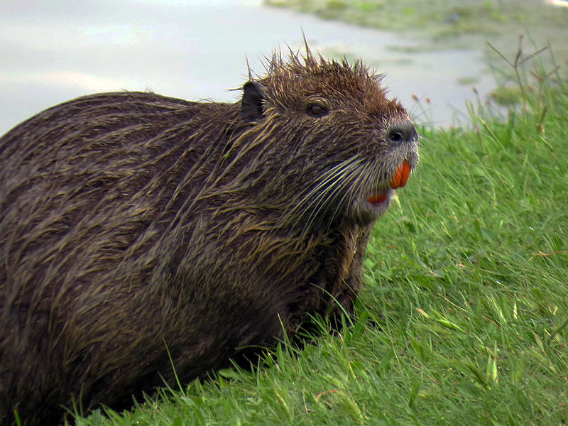 This plump female is clearly pregnant.  More baby nutria will be on the way soon.