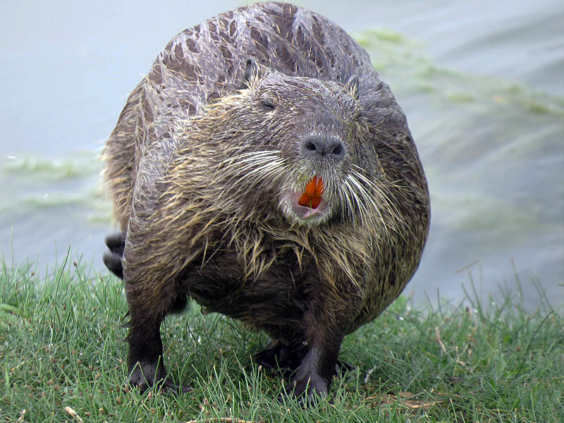 Like all rodents, Nutria have teeth that grow continually, and therefore must be worn down by constant gnawing.