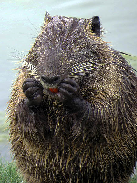 Nutria will often initiate a grooming session upon exiting the water.