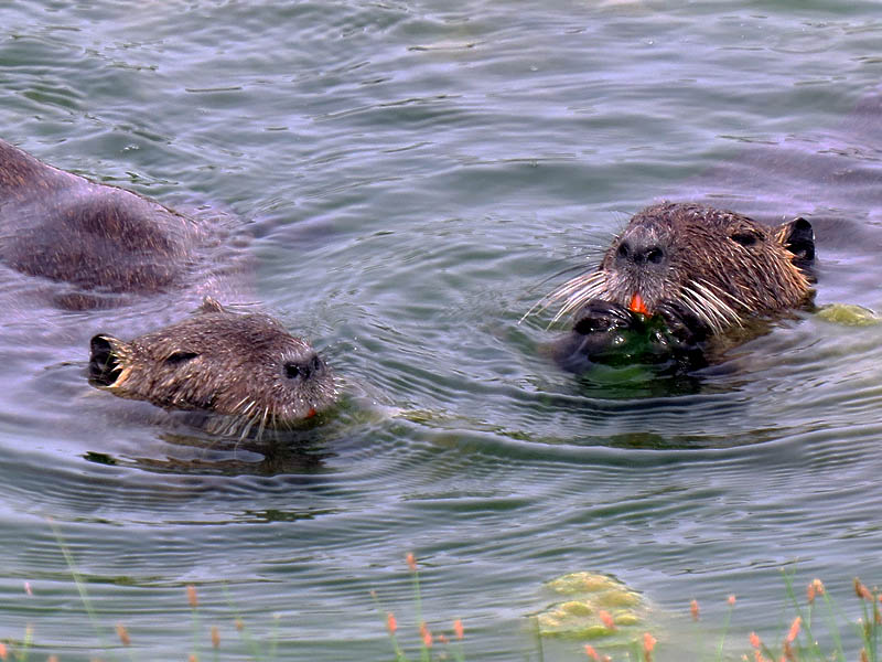 These two Nutria are enjoying the same aquatic vegetation the Mute Swans were feeding on earlier.