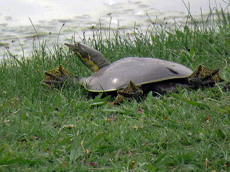 A Pallid Spiny Softshell Turtle.