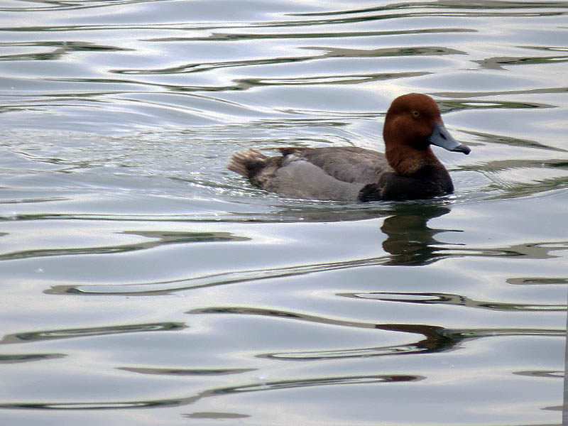 A Redhead swimming.
