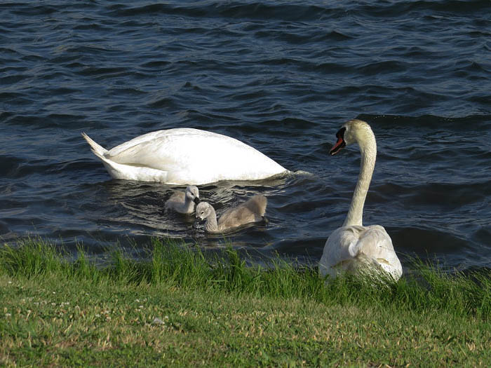 All four swans feeding near shore. Photograph courtesy Sharon Barr.