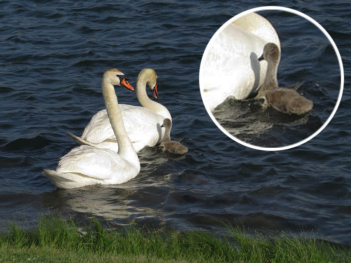 Notice how the lone surviving baby swan is holding his feet out of the water. Photograph courtesy Sharon Barr.