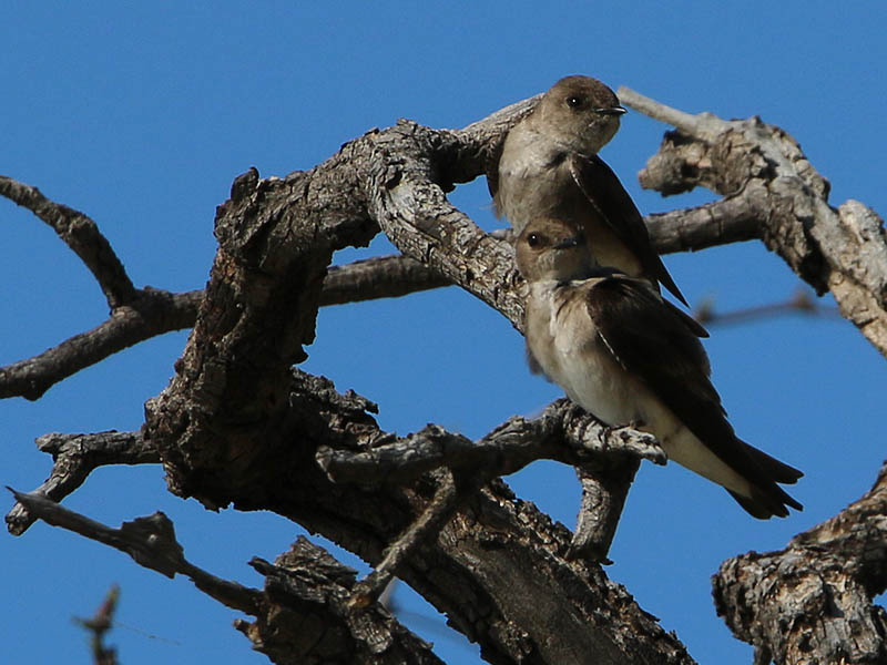 Northern rough-winged swallows