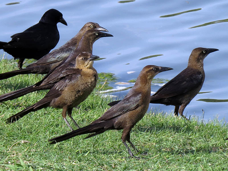 Great-tailed Grackles gathered around the water hoping for a chance to get at the soggy bread.