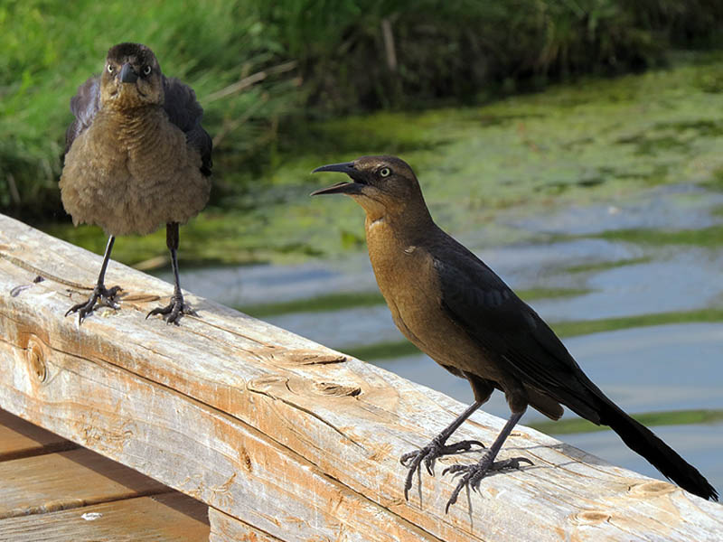 Two female Great-tailed Grackles.