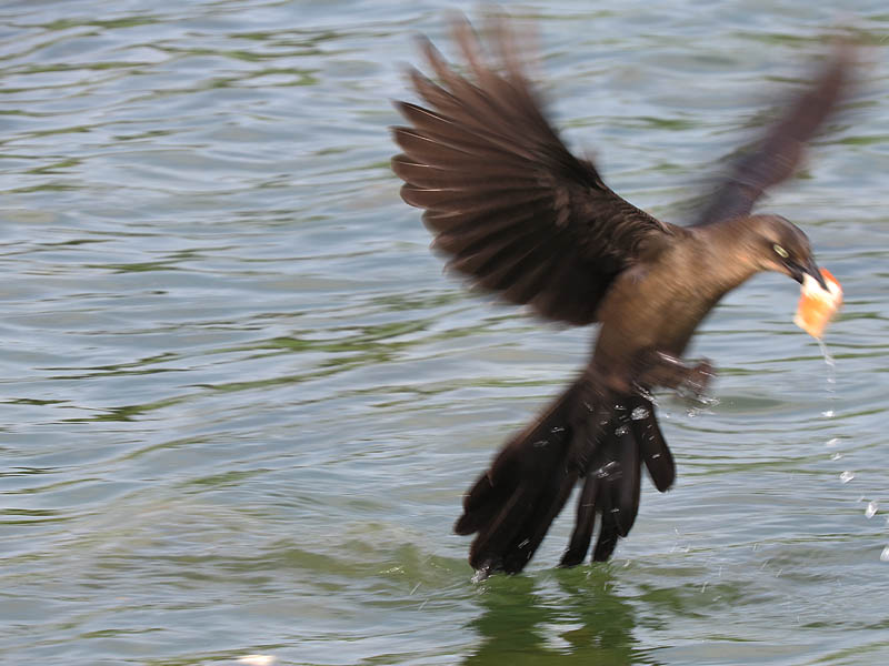 A female grackle snatching a piece of bread in her beak.