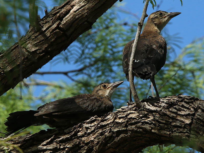 Fledgling Great-tailed Grackles waiting for mom.