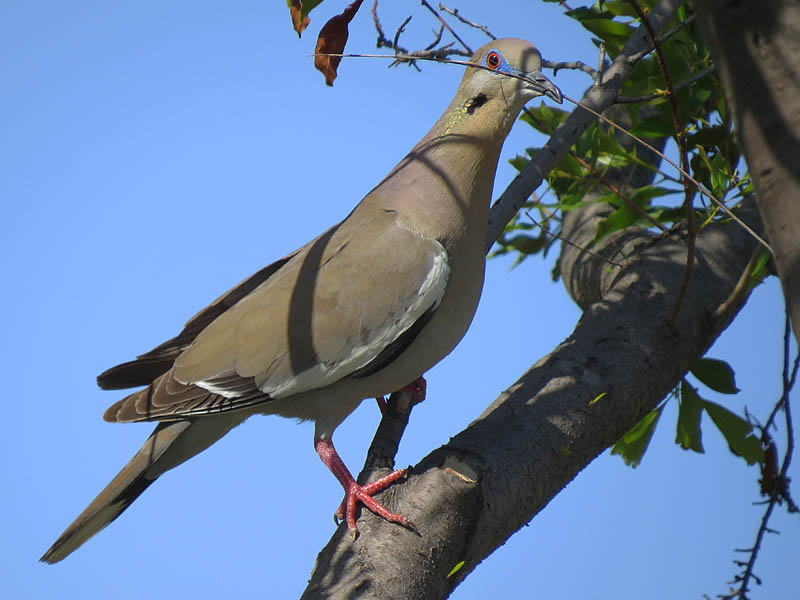 A White-winged Dove with nesting material.