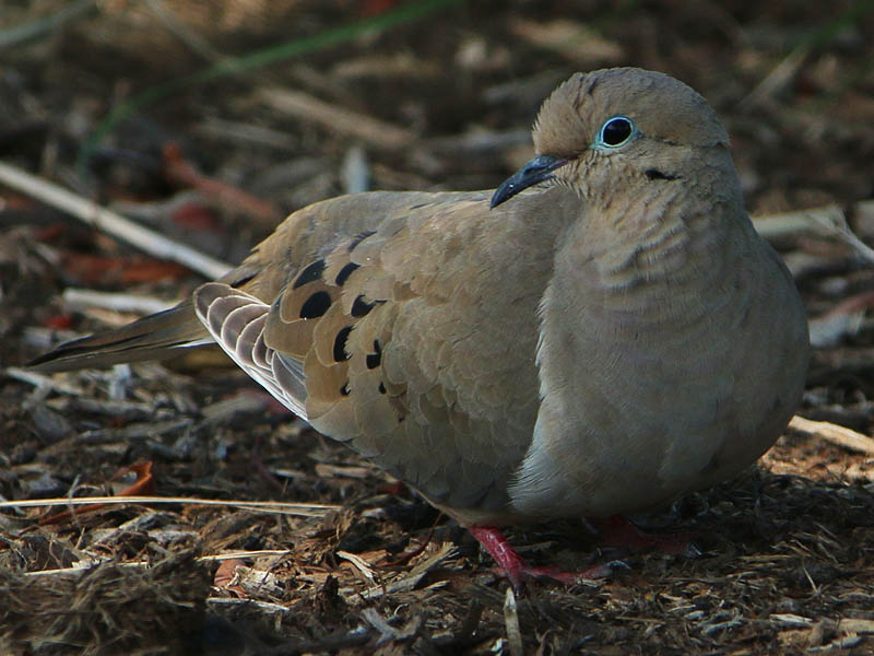 A Mourning Dove dozing on the ground.