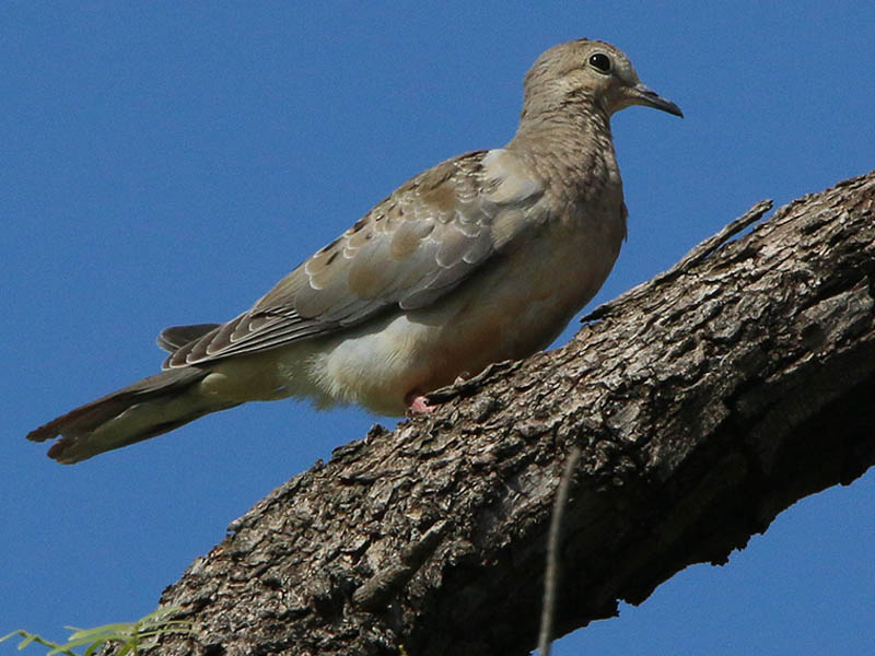 A juvenile Mourning Dove.
