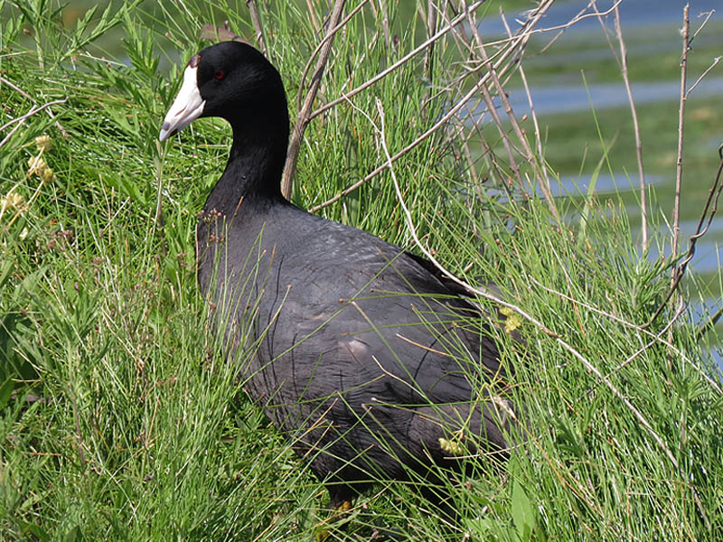 An American Coot.