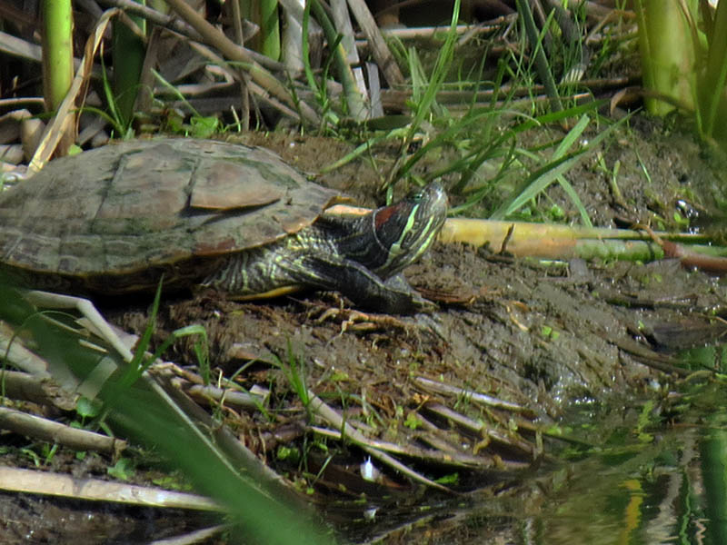 Notice the portion of this turtle's shell that is peeling away.