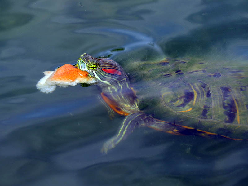 A red-eared Slider eating bread.