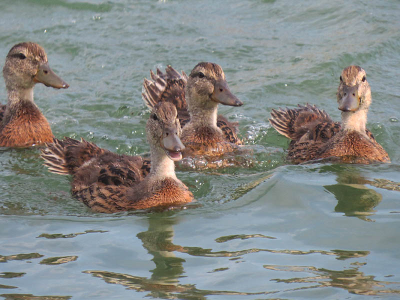 Young, semi-independent Mallards.