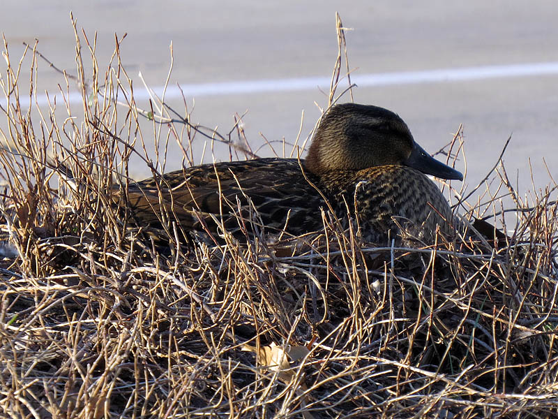 A female Mallard on her nest.