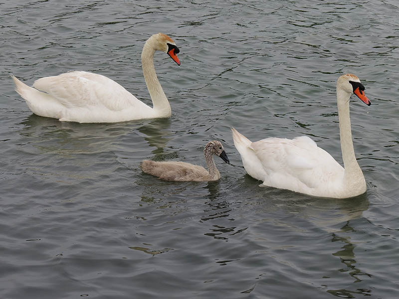 The swans can make the rounds of the entire pond in just a matter of minutes.