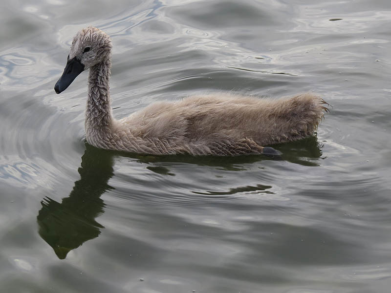 A five week old Mute Swan.