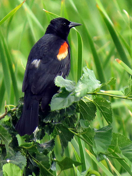 A male Red-winged Blackbird.