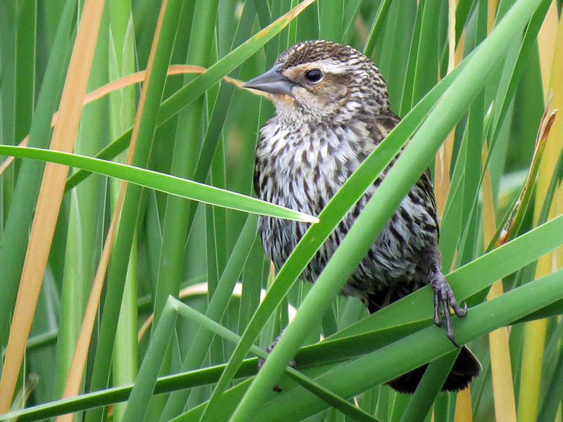 The  female Red-winged Blackbird looks very different from the male.