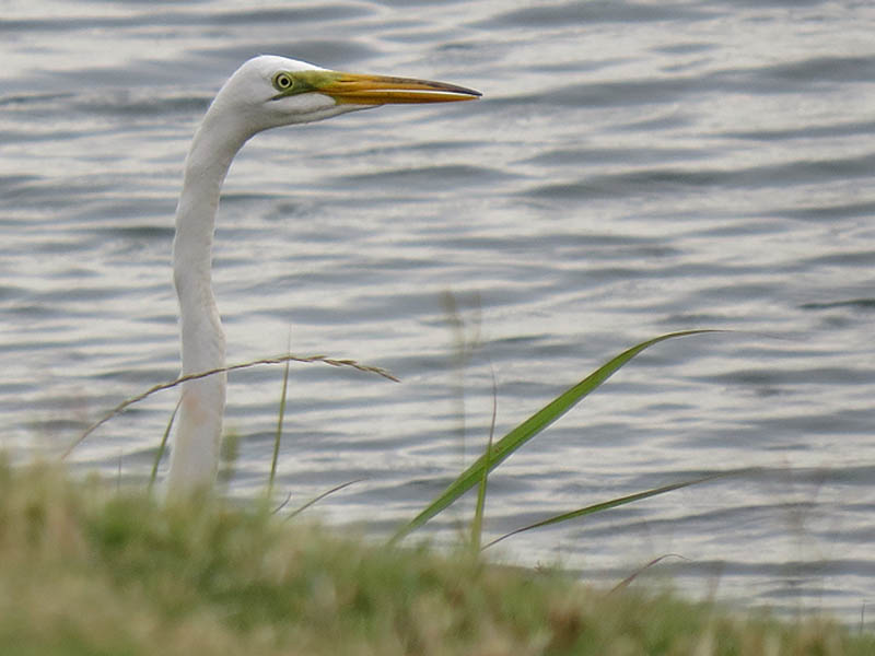 A Great Egret patrolling lakeside.