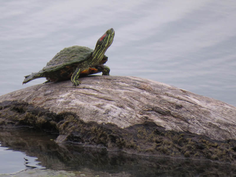 This Red-eared Slider should have been a model.