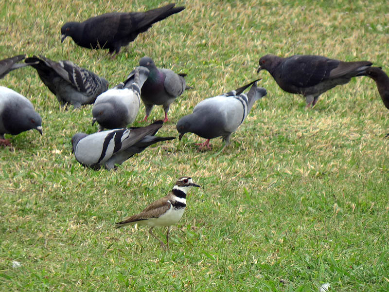 A lone Killdeer makes its way pass a larger group of Rock Doves.