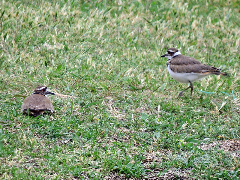 A few minutes later the pair had returned to the grassy bank where on of the birds decided it was nap time.