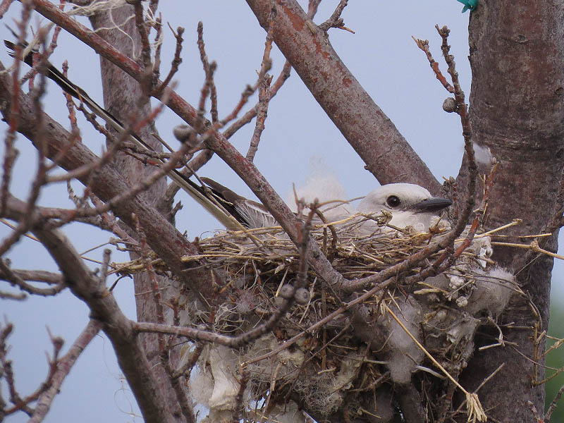 A nesting Scissor-tailed Flycatcher.