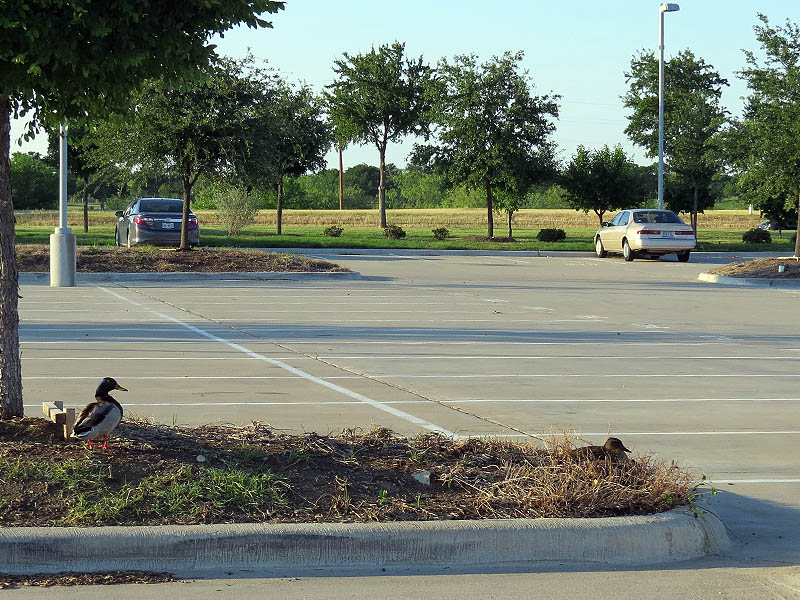 Mallards nesting in a busy parking lot.