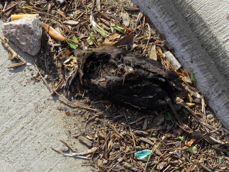 This parking lot is hard on baby birds.  This is a fledgling Great-tailed Grackle that was run over by a car.