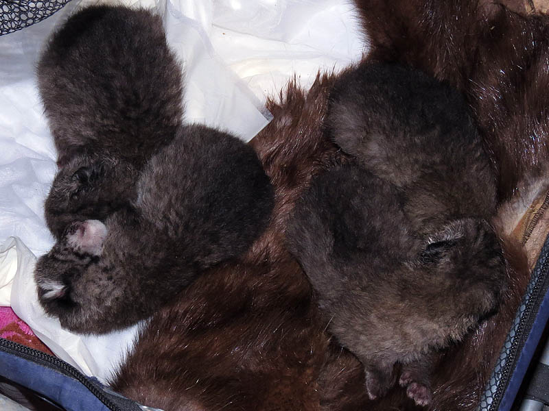 These four Bobcat kittens are approximately one week old.