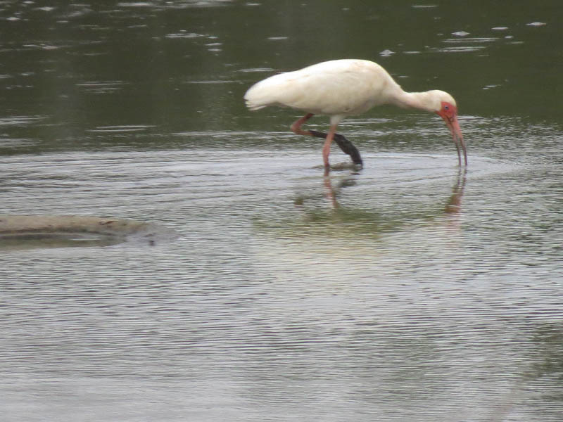 A White Ibis feeding in shallow water not far from downtown Dallas. 