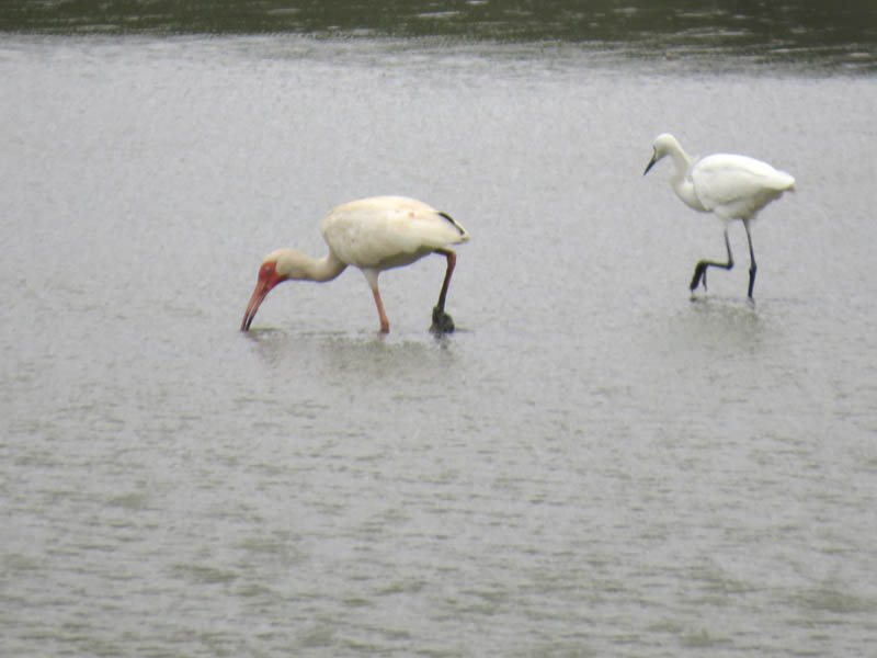 The ibis is momentarily joined by a Snowy Egret.  The egrets yellow feet have been effectively disguised by the sticky black mud.