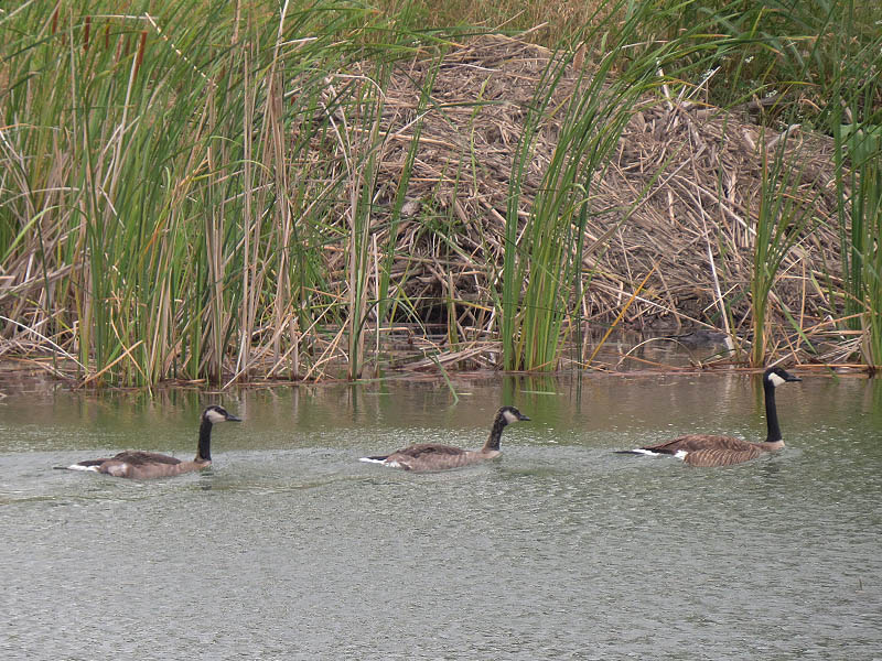 The female and her two offspring.  The juvenile in the rear has coloration patterns similar to those of his father.  That's a Beaver lodge the group is passing by in the background.
