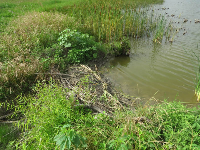 Quite possibly the smallest Beaver dam in existence.