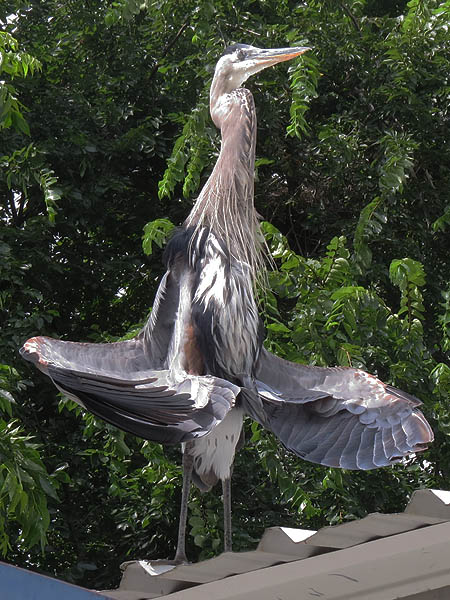 This heron is striking a yoga-like pose in order to expose its feathers to the cleansing rays of the sun.