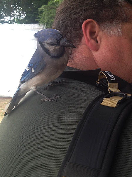 This bold Blue Jay was curious enough about the tab on my backpack to come down out of the trees to investigate.